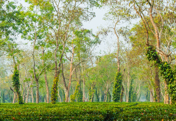 Fototapeta premium Trees covered with lianas