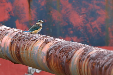 kingfisher