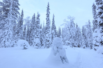 Forêt - Laponie - Finlande