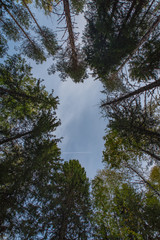 The trail of the plane in the sky among the trees