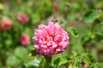 Pink flowers