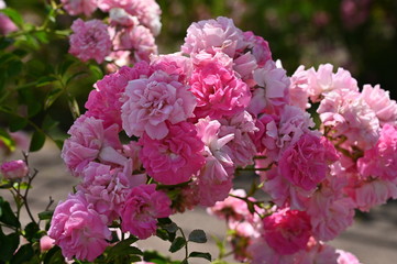 Pink flowers
