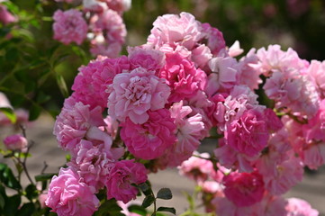 Pink flowers