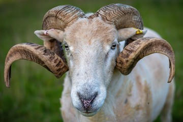 Portrait  of Ram, Male Sheep, Big Horns