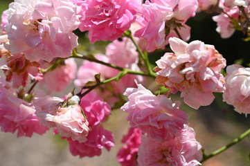 Pink flowers