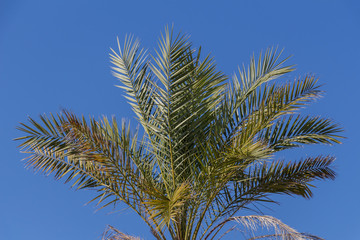 Obraz na płótnie Canvas palm leaves over blue sky