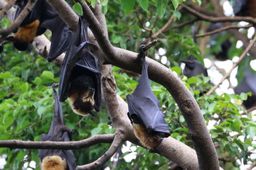 spectacled flying fox