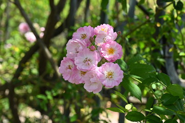 Pink flowers