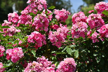 Obraz premium Pink flowers