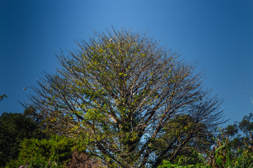 Alone tree on background of blue sky