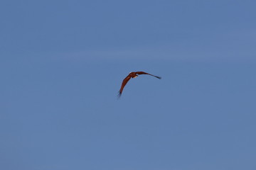 brahmini kite