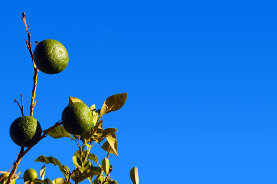 Green sunny  tangerines on a branch against the blue sky. Citrus reticula