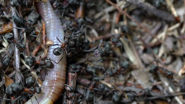 Ants touching and pulling with jaws dead earthworm - (4K)