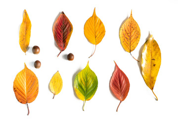 Obraz premium 枯葉とどんぐり