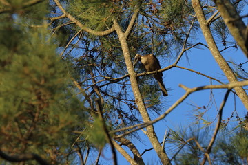 Fototapeta premium friarbird