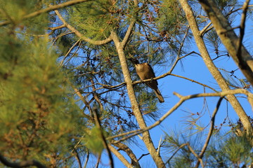 friarbird
