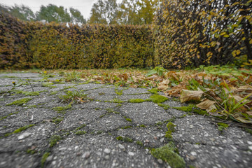 Moss sprouted through an old paving stone against a hedge in autumn