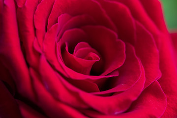 rosa vermelha com close nas pétalas