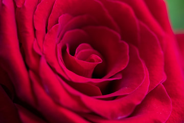 rosa vermelha com close nas pétalas