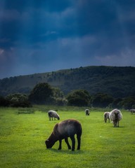 Fototapeta premium herd of sheep on pasture