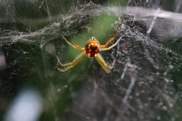 spider