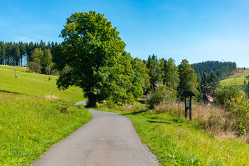 Fototapeta na wymiar Summer mountain landscape with blue sky, Road through a meadow - Moravian-Silesian Beskydy, Grun, Czechia