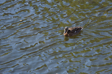 A beautiful ordinary spotted duck lonely floats on the river.