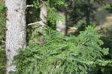 Cute little squirrel on a large coniferous tree branch in a European forest