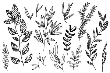 Hand drawn botanical illustration.