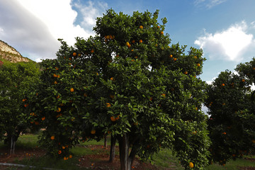 Fototapeta na wymiar orange trees