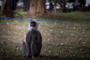 Spider monkey closup looking away from camera