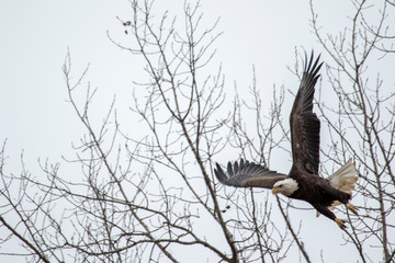 Eagle 7