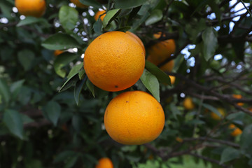 orange trees