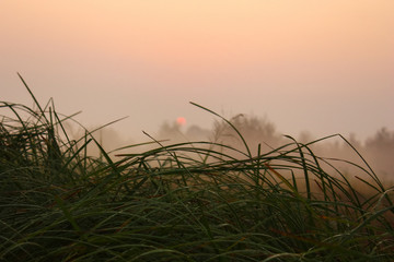 Morning fog in summer. The rising sun and morning light illuminate the fields.