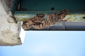 Hornet's nest on the high building with blue sky background