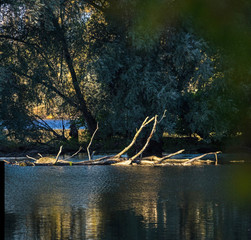 Swamps and Trees in the Rhine Valley X