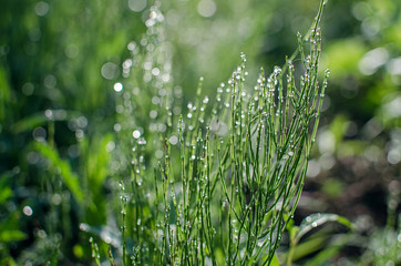 Green horsetail outdoors grows in the morning with dew