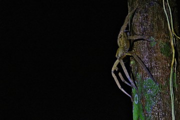 Obraz premium red-eyed tree frog by night