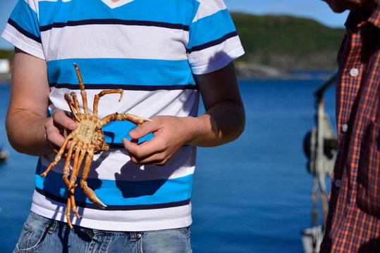 Toe Crab with Pincher Claw on a Mans Thumb. Hyas coarctatus and H. araneus