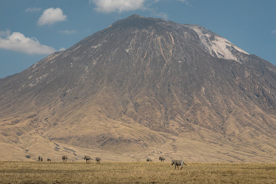 Zebras At Ol Doinyo Lengai Volcano