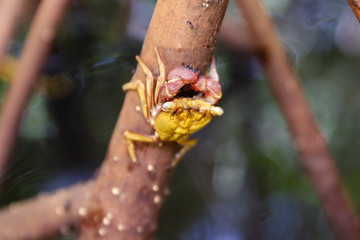 Mangrove tree crab