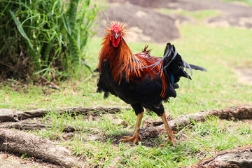 Rooster with nice haircut in the wild