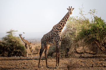 Giraffe in serengeti national park tanzania africa