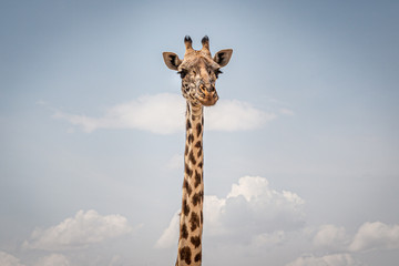 giraffe on a background of the sky - obrazy, fototapety, plakaty