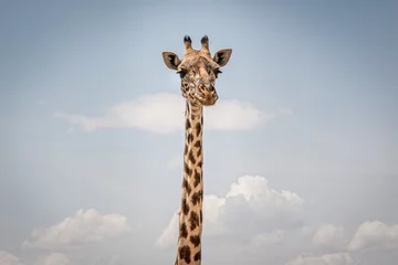 Fotobehang giraffe on a background of the sky © Boaz