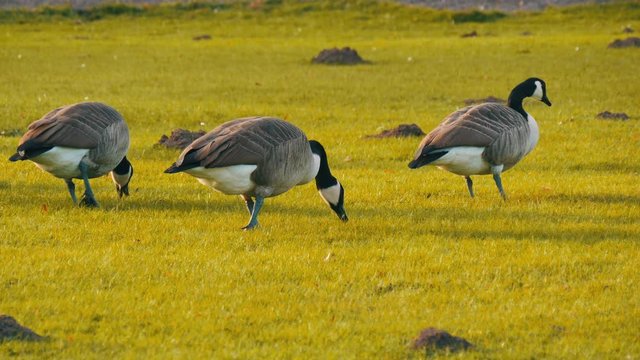 Beautiful purebred black and white canadian geese graze on a green meadow in the park
