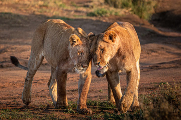 Affectionate lions