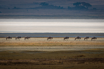 Fototapeta na wymiar Wildebeests in Ngorongoro