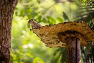Squirrel on a platform