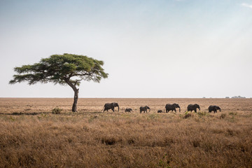 Elephants and tree